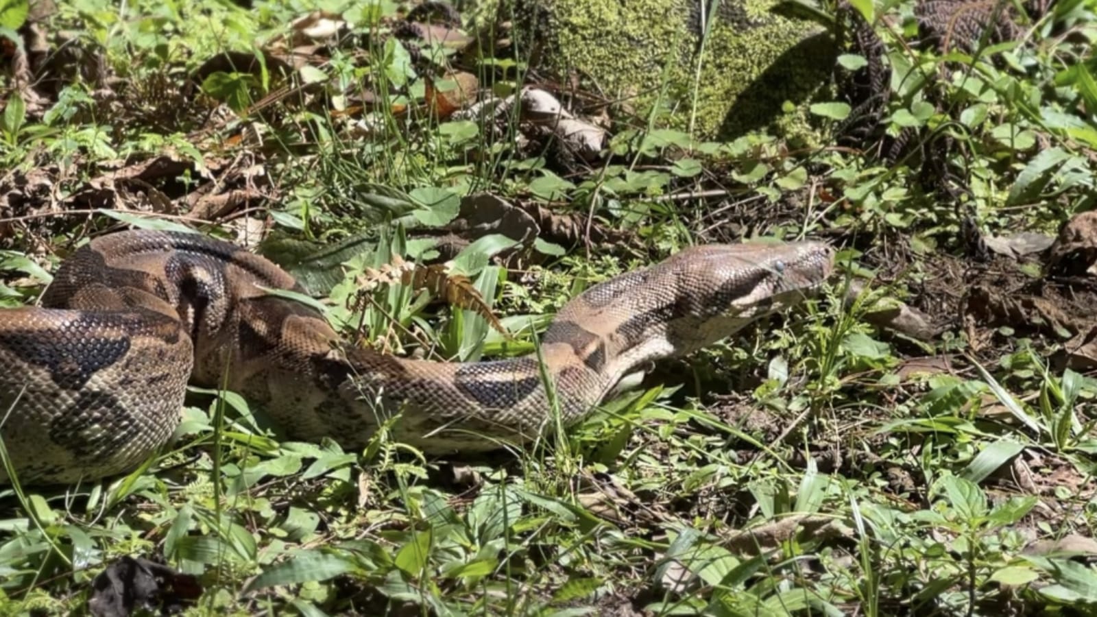 Boa imperator